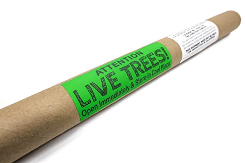 Giant Sequoia | Small Tree Seedling | The Jonsteen Company #TOP7