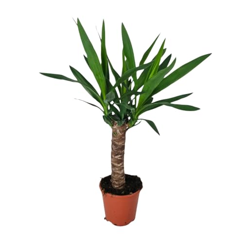 Yucca - 50-60cm - Ø14cm - Plante d'intérieur - Vert persistant
