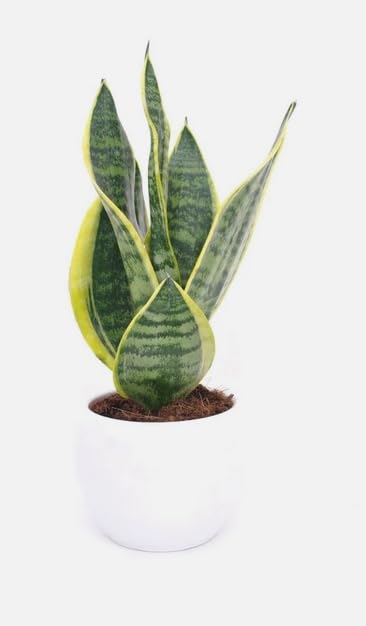 3 x Air Purifying Plants Spider Plant Chlorophytum, Spathiphyllum Peace Lily, Snake Plant Sansevieria Laurentii in 10-12 cm pots - Image 8