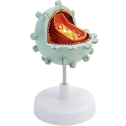 Virus Cell Model, AIDS Cell Model, Human Virus Structure Cytopathic Model, Virus Amplification Demonstration Model for Teaching – PVC, Detachable