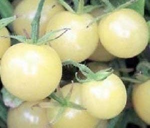 Amazon アイススノー ミニトマト種 6粒 野菜