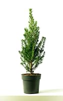 Pine Tree, Live Potted Pine, Mini Spruce 'Picea Glauca', 1 x Full Plant in 1 Litre Pot, Mini Tree, Indoor or Outdoor, Premium Quality Plants