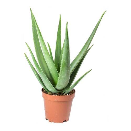 Semi di Aloe Vera verdi 30 pezzi