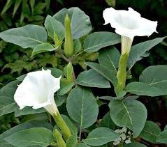 Kanak Nursery-White Datura/Dhatura/Thorn Apple Medicinal Plant live plant with pot (B08JMB3J6X) Amazon Price History, Amazon Price Tracker