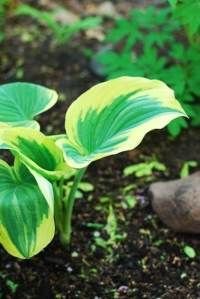 Hosta Mix "Plantatain Lily" Shade Loving 25+Perennial Seeds #TOP2