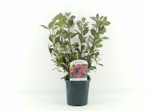 Weigelie Purpurea (Weigela florida 'Purpurea') – Zierstrauch mit dunkelrotem Laub & rosa Blüten, winterhart, bienenfreundlich, Strauch für Garten & Kübel, 40–60 cm Gesamthöhe inkl. Topf