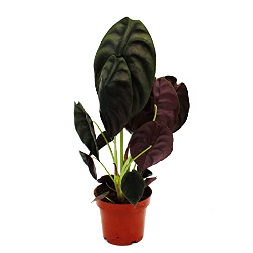 Exotenherz Alocasia cuprea « Red Secret », racine tropicale, alocasie, feuille de flèche métallique, secret rouge, pot de 12 cm