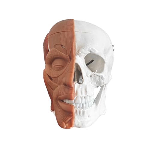 Life-Size Skull with Facial Musculature