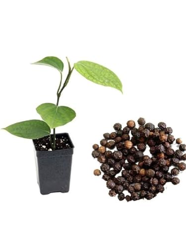 Image of BLACK PEPPER PLANT OUTDOOR GARDEN LIVE ORGANIC HYBRID FRUIT /GOLMORICH PLANT