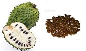 10 Pack Fresh Soursop Seeds Roxxy Crystals