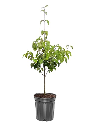 American Plant Exchange Dogwood Tree 'Cherokee Princess' – Live White Flowering Tree, 3-Gallon Pot, Cold Hardy Native for Outdoor Landscapes, Low Maintenance and Pollinator-Friendly