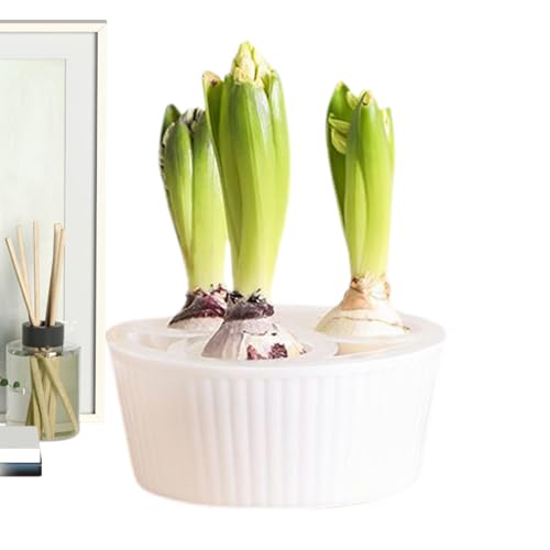 Sucritude Hydroponic Plant Pots for Indoor - 3-hole Daffodil Planter - Daffodil Bulb Garden Pot - for Gardeners Apartment Office Beginners Indoor Windowsill Kitchen Living Room Bedroom Holiday