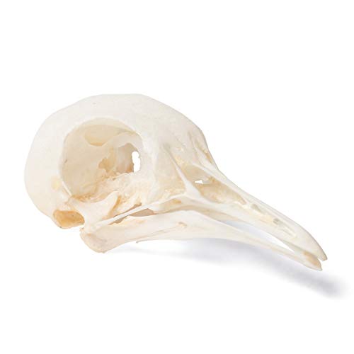 Image of 3B Scientific GmbH T30071 Pigeon Skull