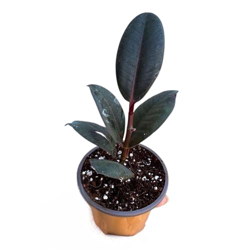 PLANTVERS Burgundy Rubber Tree in 2' Grow Pot &ndash; Ficus elastica &lsquo;Burgundy&rsquo; &ndash; Easy Care Indoor...