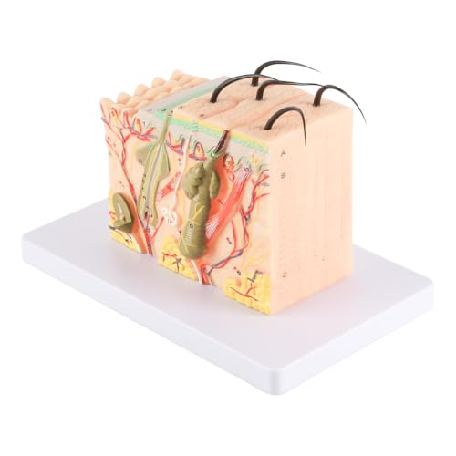 Modèle de structure cutanée 3D pour simplifier la révision des examens d'anatomie - 5
