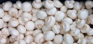 See full amazon price history chart for Mushroom Spawn Seeds, Button Variety, 200 Grams, 1 Packet Mushroom Spawn Seeds, Button Variety, 200 Grams, 1 Packet (B0CZMRGM8C) Amazon Price History, Amazon Price Tracker