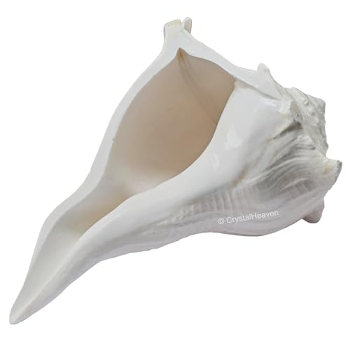 Image of Crystal Heaven Dakshinavarti Shankh Original - 5 to 6 inch inches Large Dakhinabarti Sankha for Puja Original Conch Shell - Natural Dakshinmukhi Shankh for Pooja, Meditation and Gifts