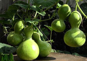 See full amazon price history chart for Golden Hills Farm™ Kaippan Chura Seeds - Bottle Gourd Bulb Seeds 50 seeds Golden Hills Farm™ Kaippan Chura Seeds - Bottle Gourd Bulb Seeds 50 seeds (B07PNBYJDY) Amazon Price History, Amazon Price Tracker