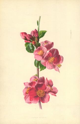 Lienzo decorativo Membrillo de Japón Frederick Hulme para crear un ambiente relajante en la oficina