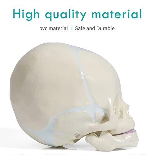 Image of Human Infant Skull Model - Fetus Skull Anatomy Baby Skull Model Life Size