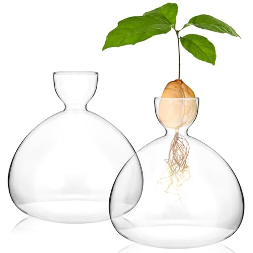QWORK Avocado Seed Starter Vase 2 Pack Glass Avocado Seed Growing Vase -Avocado Seed Sprout Glass Container Tapered Base Design 36oz Capacity -for Hydroponics Plants Home Office Wedding Decoration