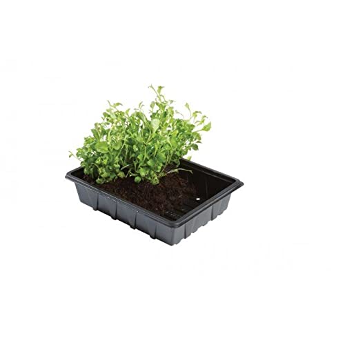Garland Black Professional Half Seed Tray With Holes Pack Of 5 For Plants Gardening