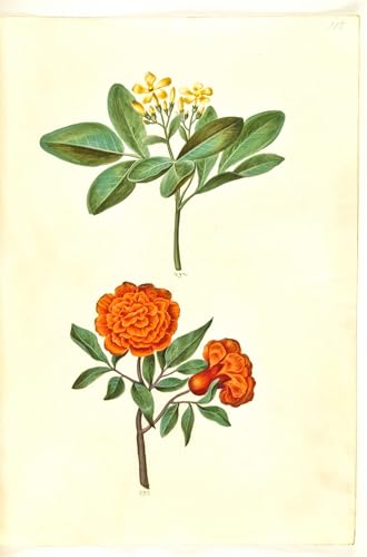 Affiche Graffiti Jasminum Odoratissimum Holtzbecker 60x90cm