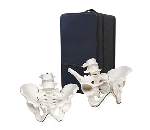 Vision Scientific VBM-B6 Male and Female Pelvis Model 4th and 5th Lumbar Vertebrae, Life Size with Carrying Case