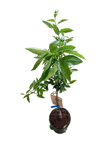 Citrus Sinensis en Maceta 17cm – Árbol Frutal Naranjo Natural