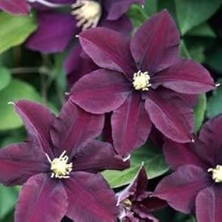 Clematis - Warsaw Nike Perennial Flower