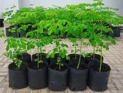 Mphmi Live Plant Nursery NCR Plants Drumstick Plant Moringa Oleifera (B0BWVTNTSM) Amazon Price History, Amazon Price Tracker