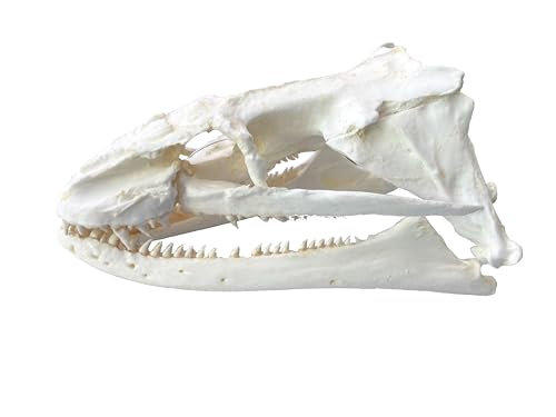 Image of Moray EEL Skull Replica - Lycodontis funebris - 5.7 inch Realistic Model for Marine Biology and Ocean Life Enthusiasts