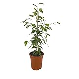 immagine prodotto Ficus Benjamina Golden King - 60-80cm - Ø17cm - Pianta d'appartamento - Sempreverde