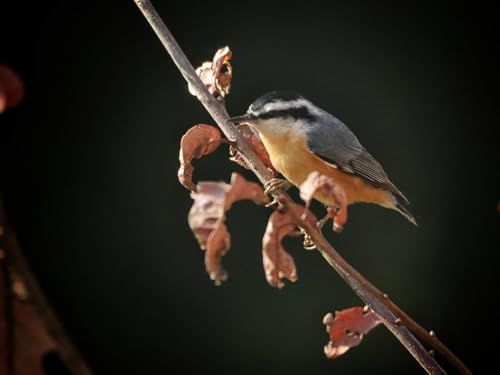 Episode 7 | Are Notifications Quietly Stealing Our Ability to Notice? Podcast Por  arte de portada