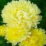 Semi 30+ Giallo Duchessa Aster/auto-semina annuale di Fiore:Seeds