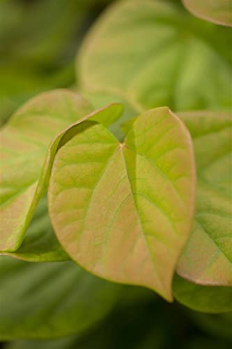 Cercis chinensis 'Avondale' 50–60 cm – Winterhart, Mehrjährig, Pflegeleicht – Chinesischer Judasbaum – Ziergehölz für Garten & Kübel