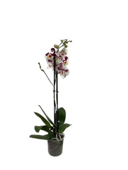 Cool Green - Planta natural - Orquidea Natural 2 tallos Moteada - Apta para Mascotas