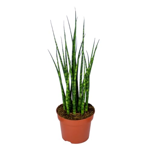 Sansevieria 'Fernwood Mikado' por unidad - Planta de interior en maceta de cultivo ⌀12 cm - 35 cm