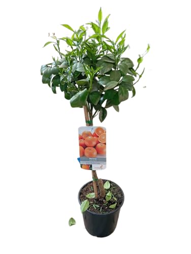 Naranjo Frondoso en Maceta – Árbol Natural de 100cm con Frutas Dulces y Aromáticas