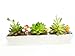 WISH HALLY WOOD 11inch long rectangle White Ceramic Succulent Planter Pots/Mini Flower Plant Containers with Bamboo Saucers. Product size:11x2.36x1.77inch,not include The plant. (long rectangle)