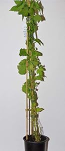 Plantenwelt Hopfen Humulus lupulus 40000