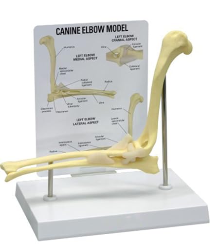 Image of Dog Skeleton Model,Canine Knee Model /Canine Elbow Model /Canine Hip Model,Normal Knee Joint Replica for Canine Anatomy for Veterinary Office Educational Tool Organs Model (Canine Elbow)