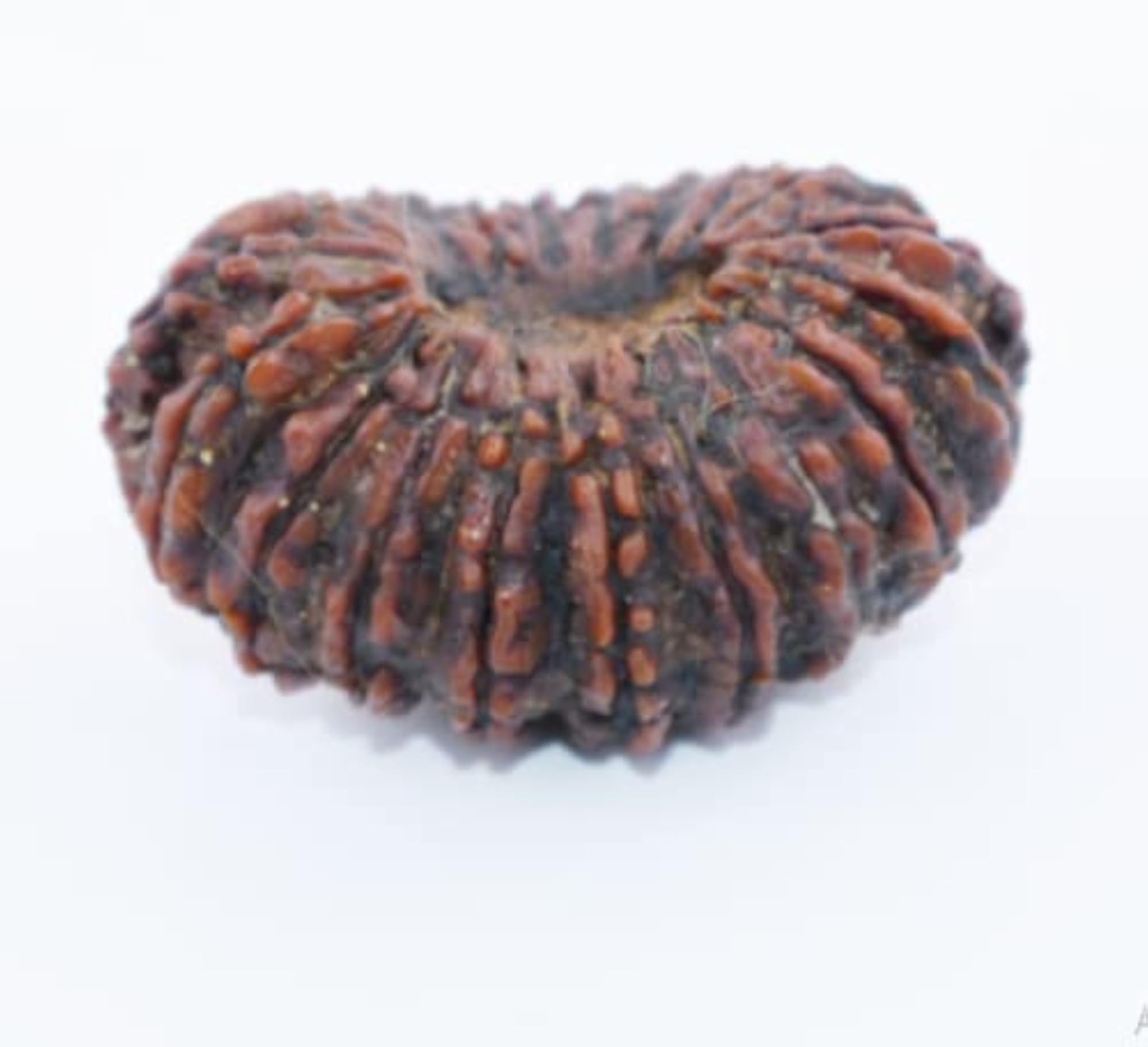 Natural 20 Mukhi Rudraksha Nepali Brown Beads Certified
