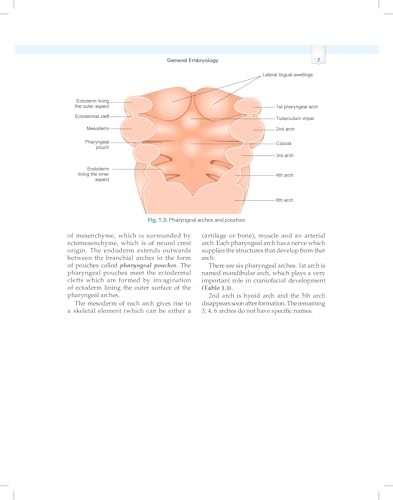 Image of Essentials of Oral Biology 3ed. (PB 2026)