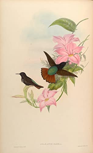 Tableau sur toile oiseau de John Gould : décoration murale chic 60x90cm