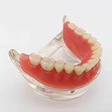 Zoom IMG-1 wotzov modello di denti per Zoom IMG-1 wotzov modello di denti per