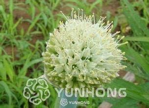 Amazon 希少な花 100pcs Bag巨大な玉ねぎ盆栽美しい花盆栽植物美しい花盆栽園芸植物ギフト 紫 観葉植物 オンライン通販