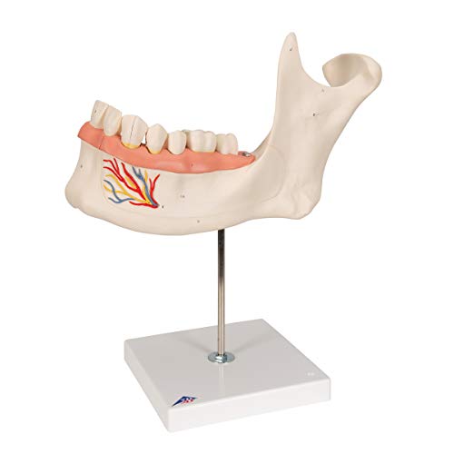 Image of 3B Scientific D25 6 Part Half Lower Jaw Model, 3 Times Full-Size, 13.8 inch x 7.1 inch x 14.2 inch
