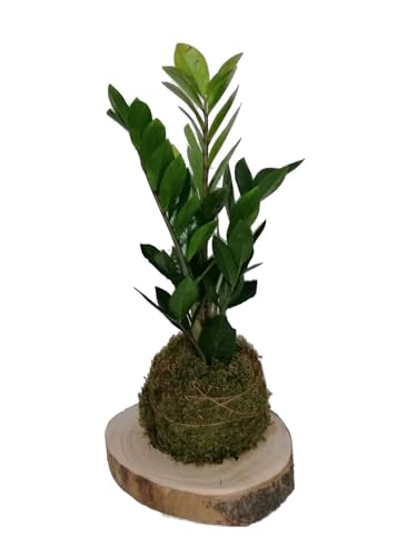 Kokedama Zamioculcas Zamiifolia | DECOALIVE | Maceta Musgo Natural |Zamioculca