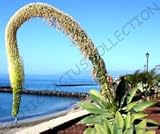 Rara de semillas Agave attenuata sin espinas Agaves Planta carnosa Aloe Gardens 50 semillas